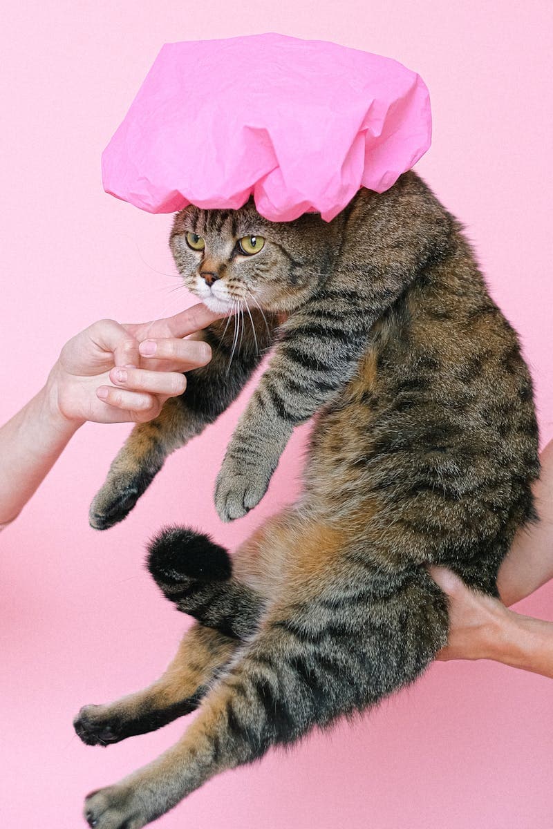 Kucing dengan penutup kepala mandi