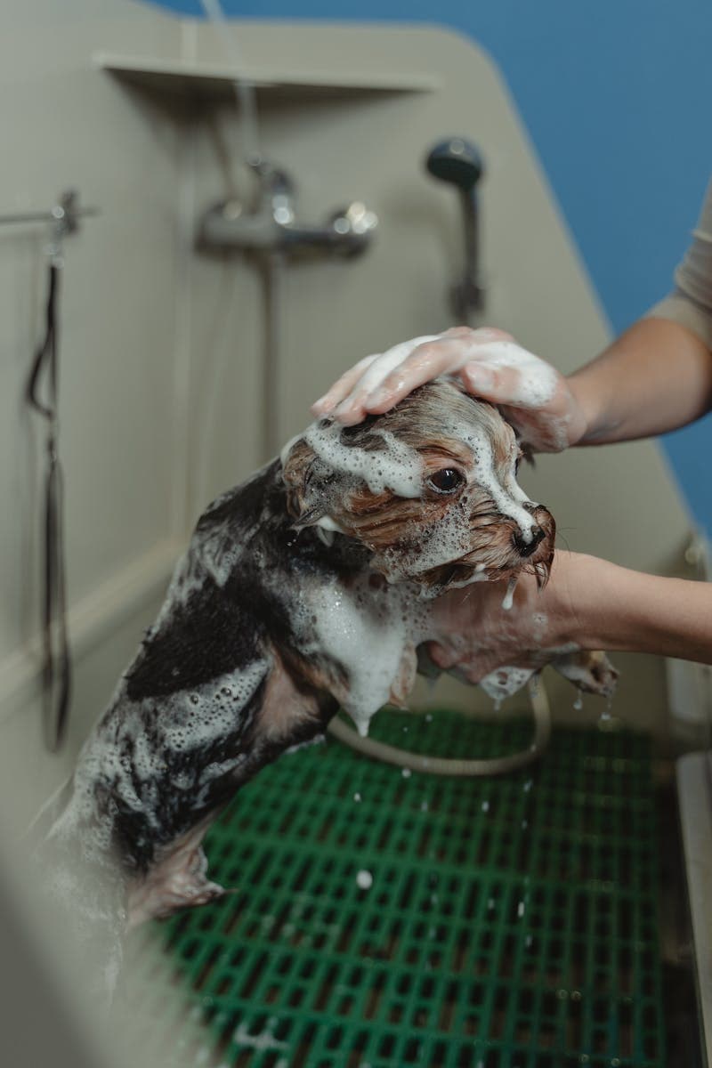 Anak anjing Yorkie kecil di dalam bak mandi berbusa