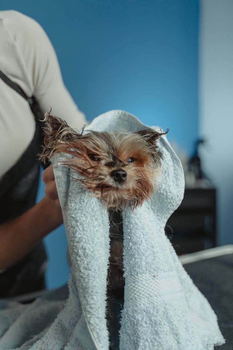 Anak anjing dibungkus handuk setelah mandi