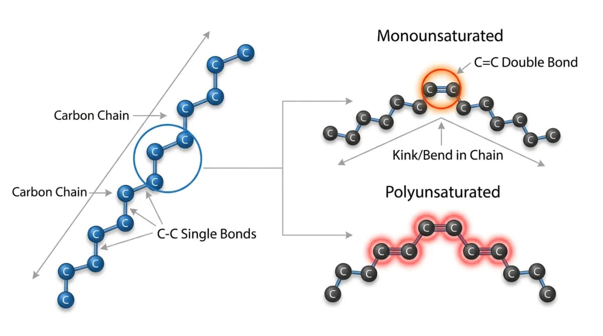 Molecular structure comparison of saturated versus unsaturated fatty acids with labelled carbon chains and double bonds, clean scientific illustration on white background, educational infographic style